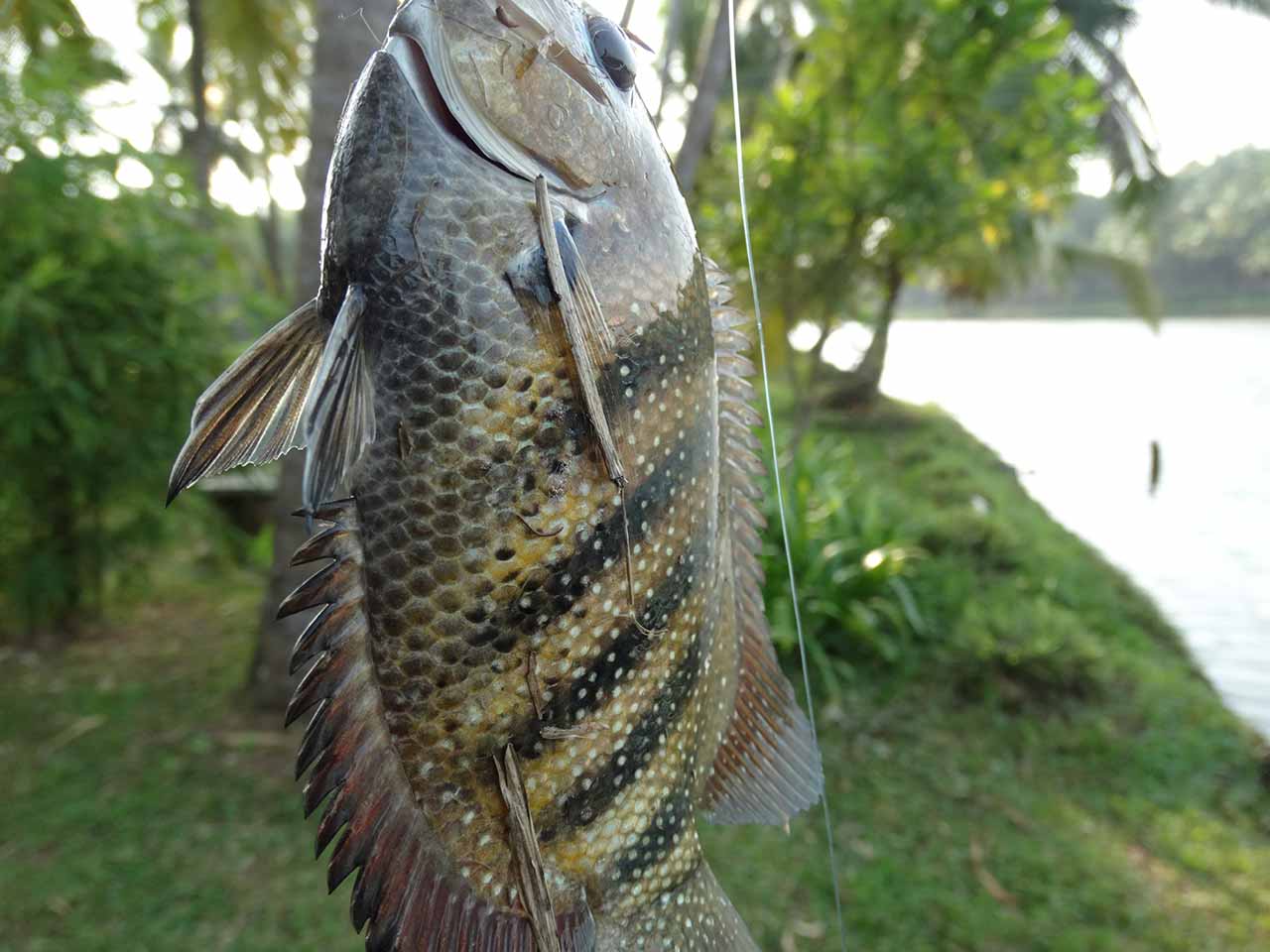 Kari-meen fish