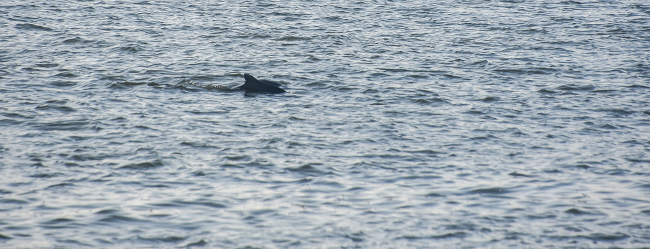 Dolphin seen from the beach