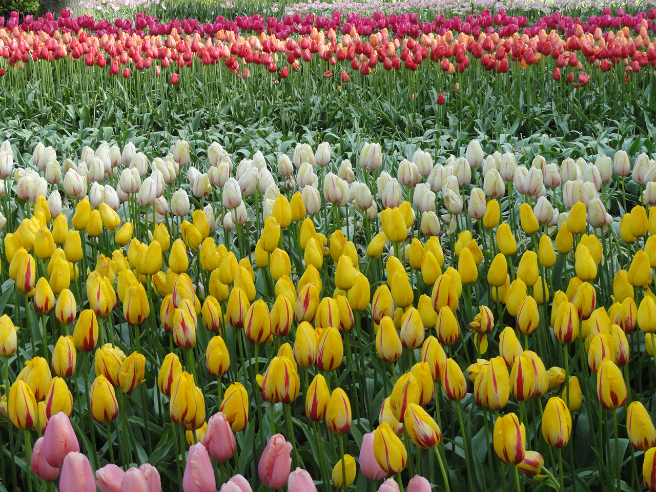 Tulip Garden, Europe