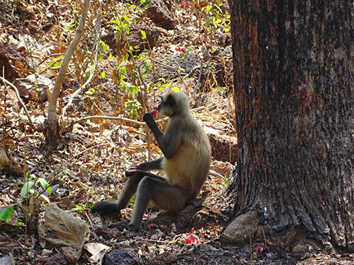 Monkey at Cabo re Rama