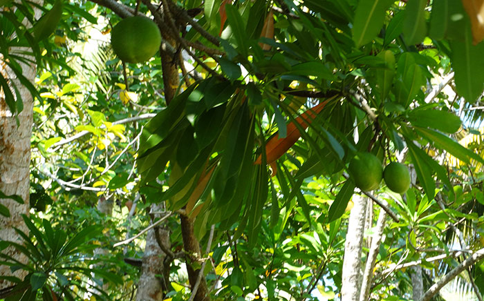 Mangroves Fruit