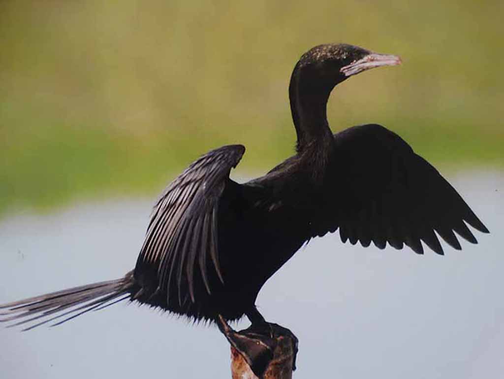 Indian Pond Heron