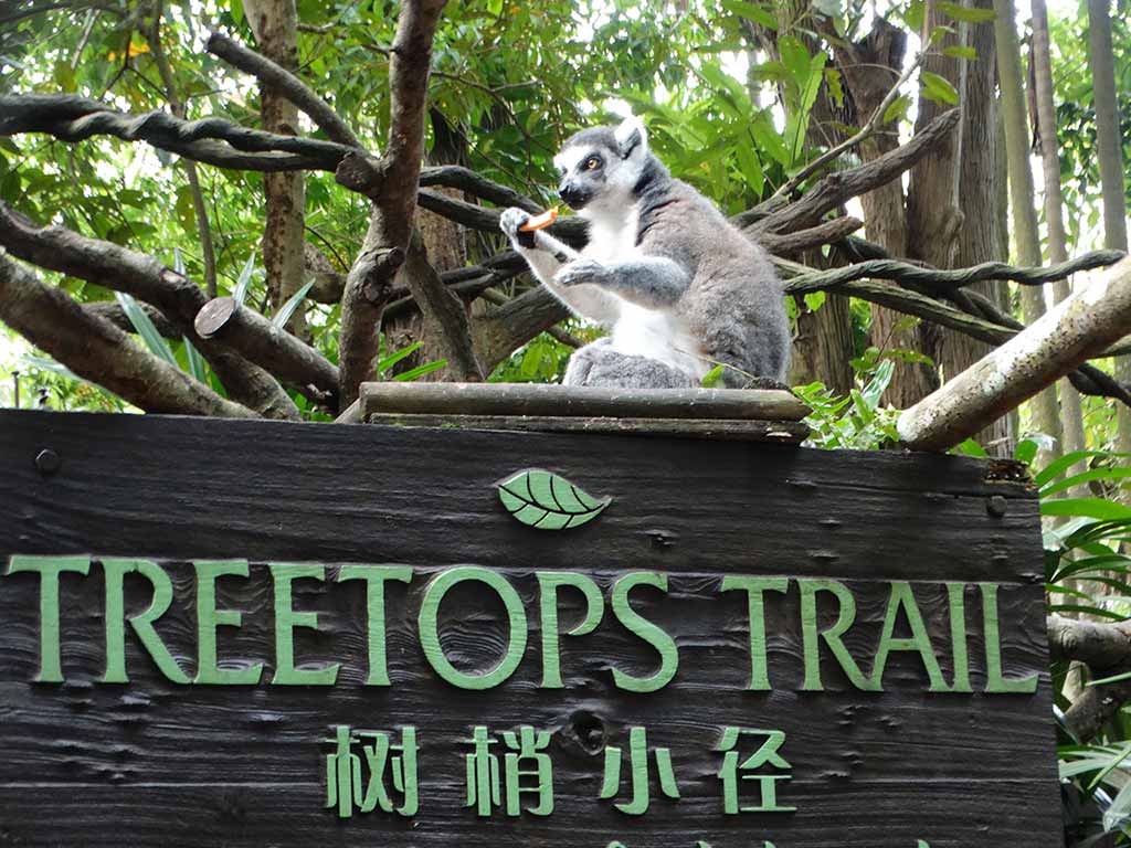 Treetop Trail