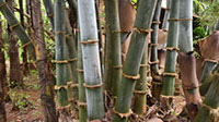 Giganti Bamboos