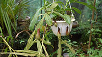 Picha Plant