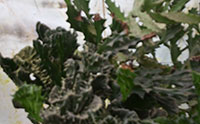 Bonsai type cactus
