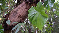 Pathrola Leaf