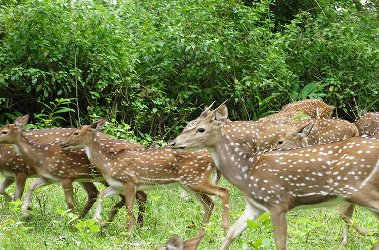 Coorg Tour