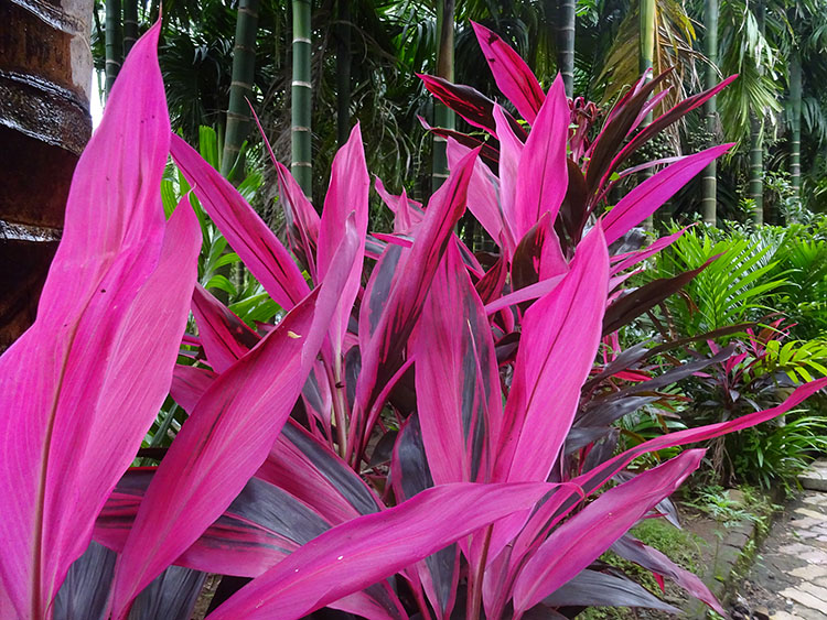 Plants outside the cottages