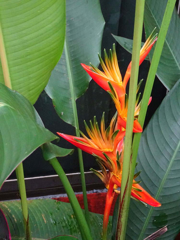 Plants outside the cottages