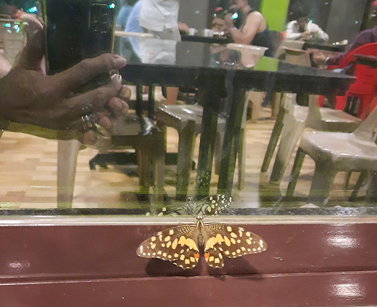 Butterfly inside the restaurant