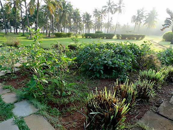 Lawn