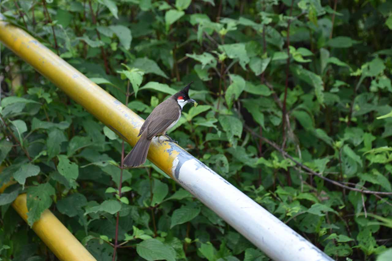 Wildlife