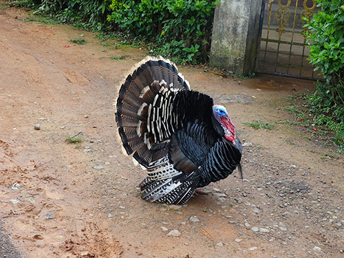 Red Necked Hen