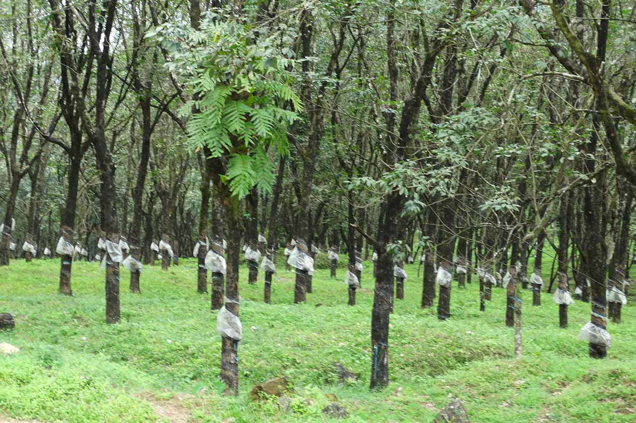 Rubber Plants