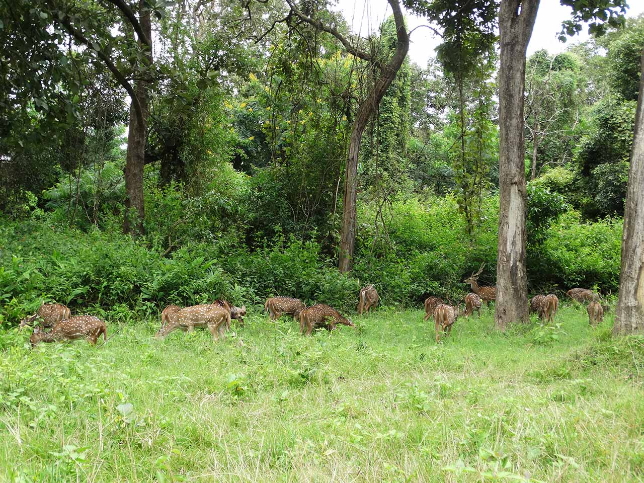 Nagarhole National Park