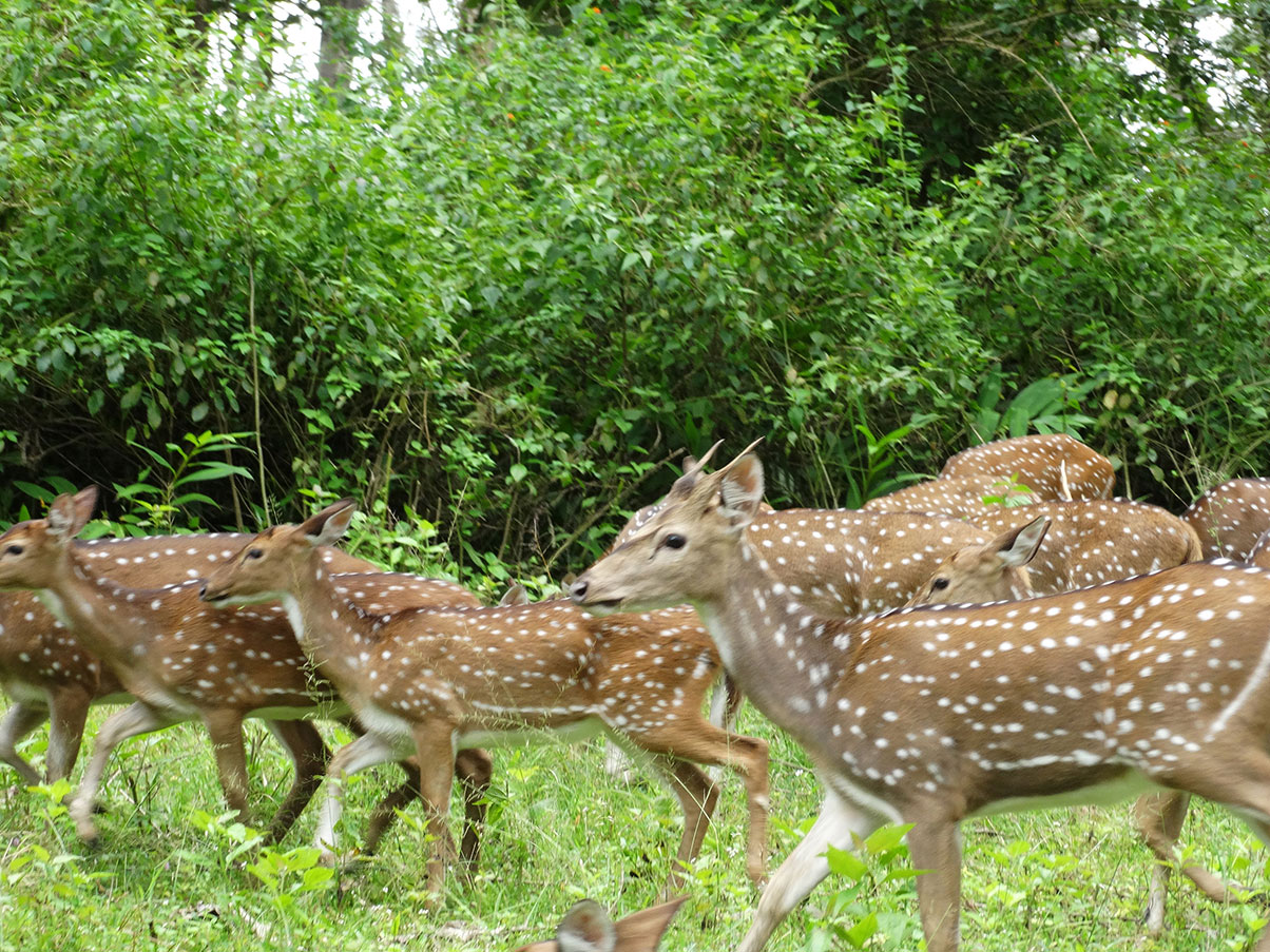 Rajiv Gandhi Park, Coorg