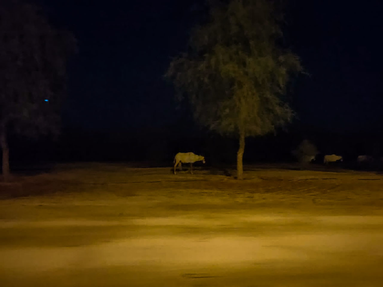 Arabian Oryx