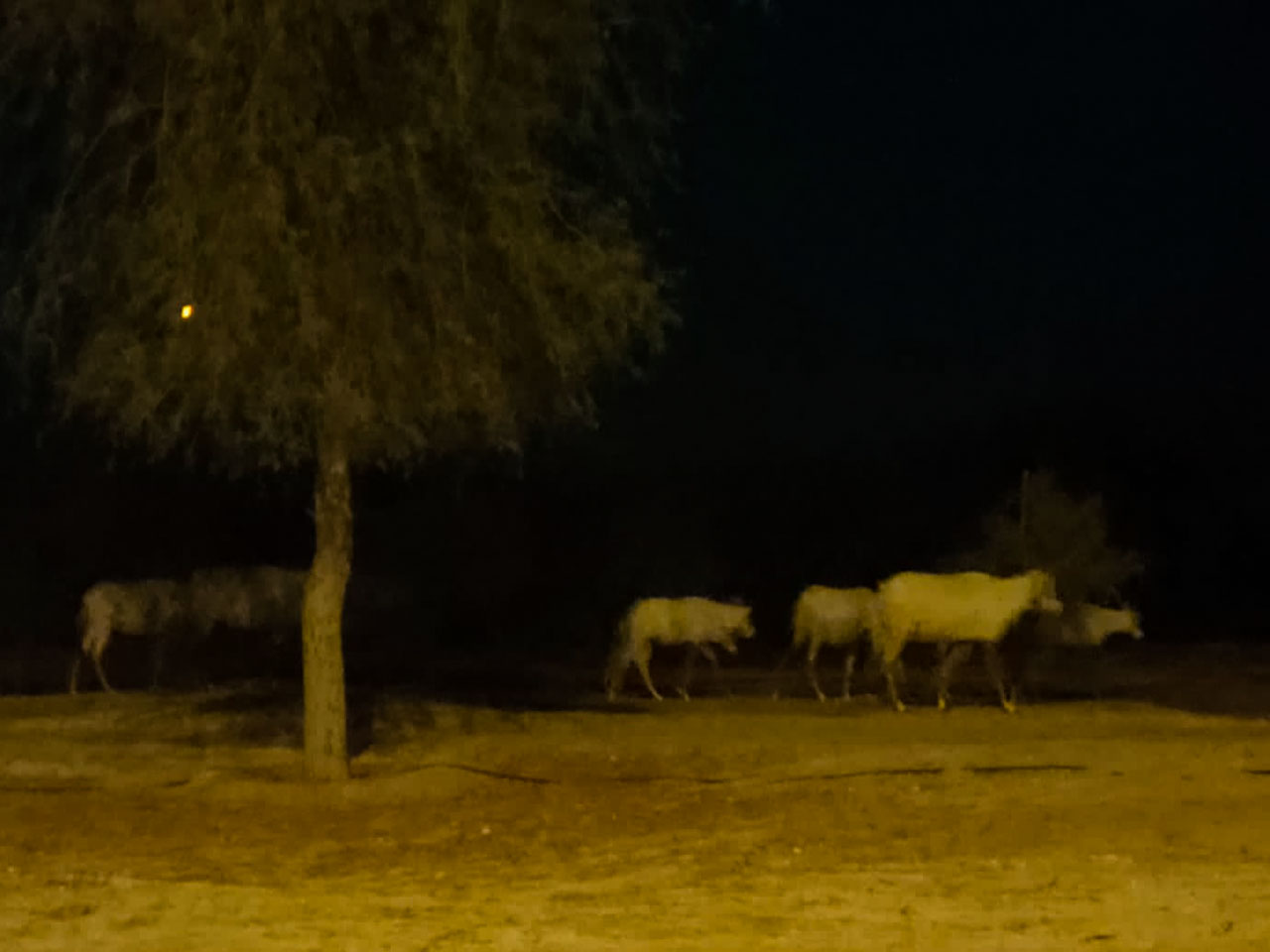 Arabian Oryx