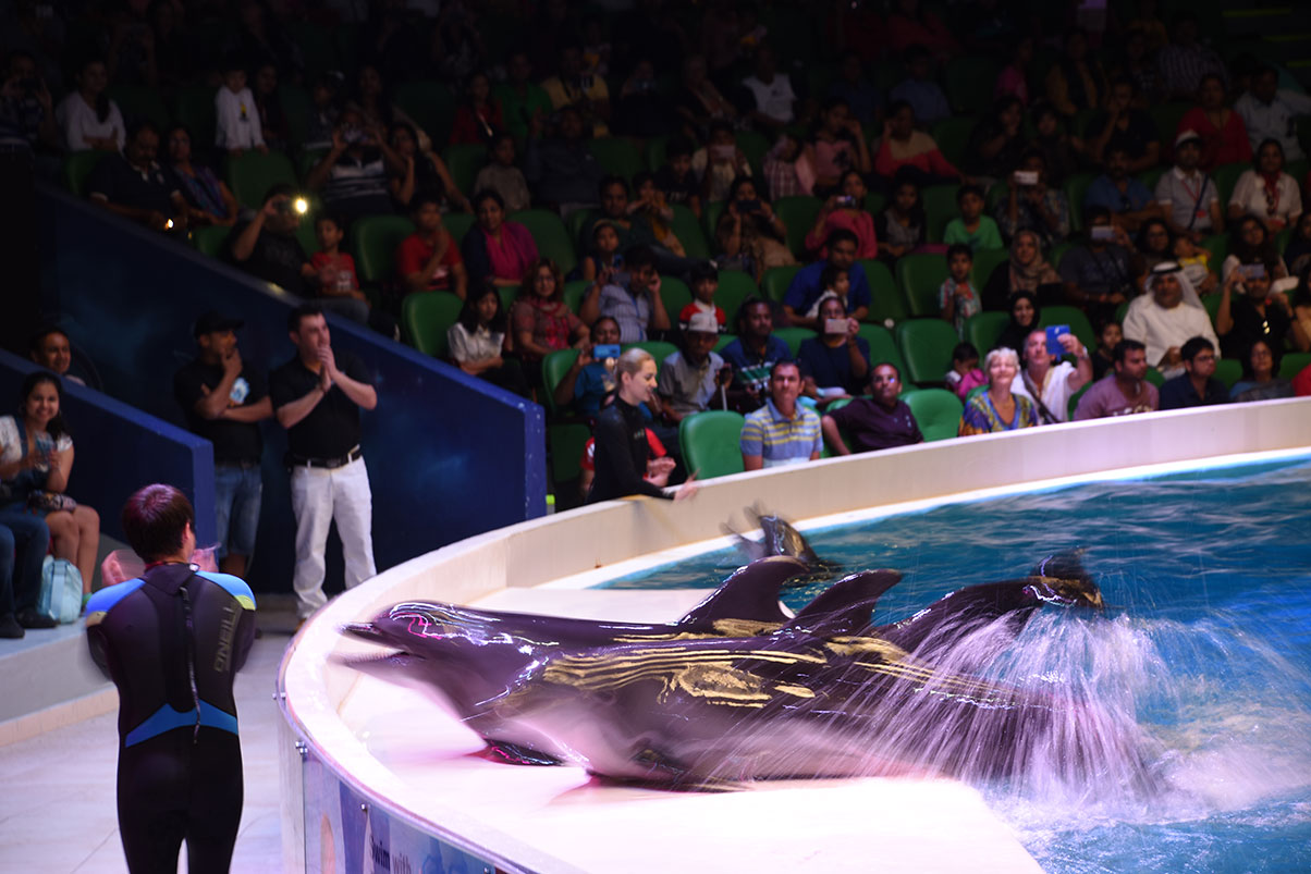 Dolphins dancing