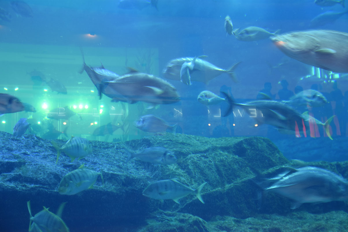 Fish Acquarium inside the Mall