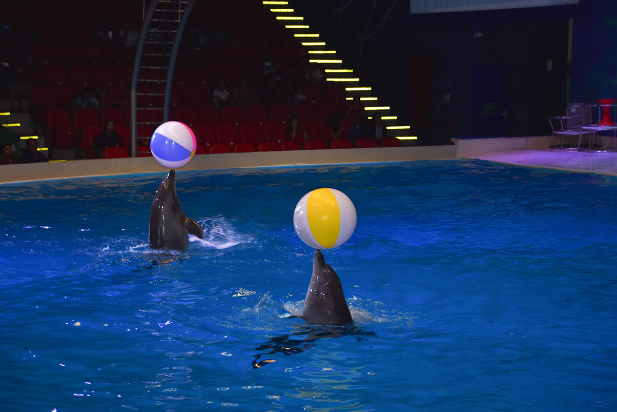 Dolphins at play