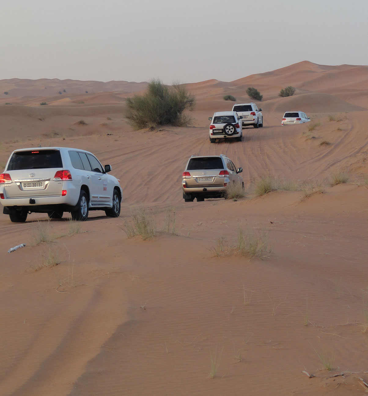 Desert Safari