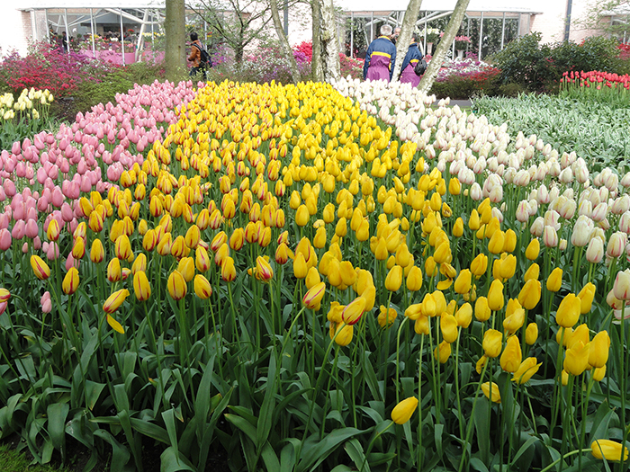 Tulips at Keukenhoff Garden