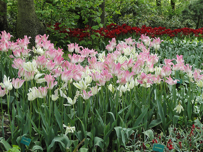 Keukenhoff Garden