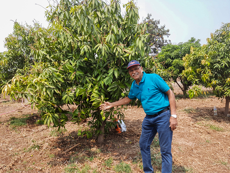 Mango Tree