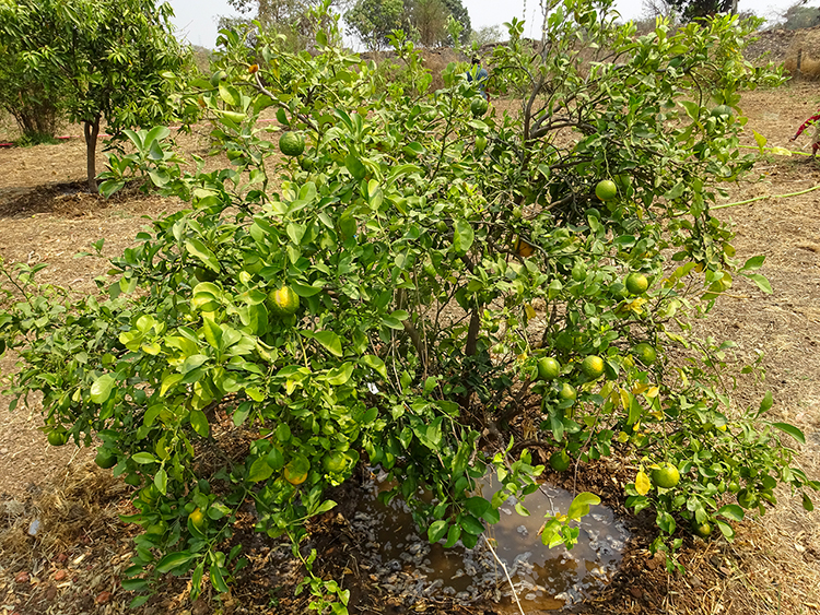 Lemon tree