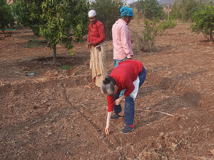 Peanut plantation