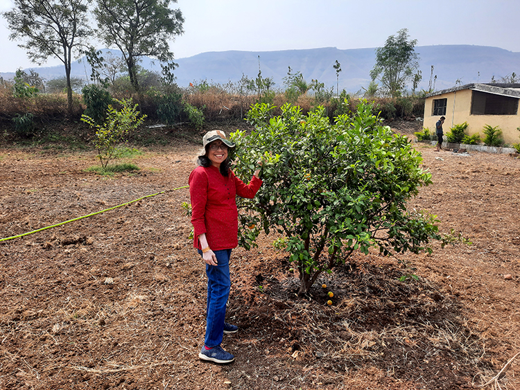 Lemon Tree