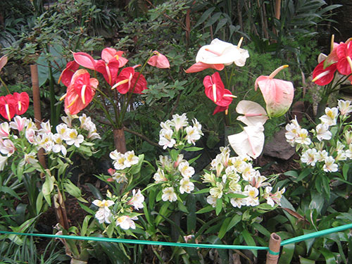 Flower Garden at Gangtok