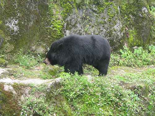 Bear in the Zoo