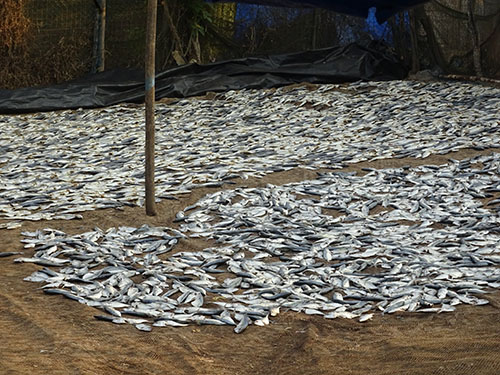 Drying fish near Colva Beach