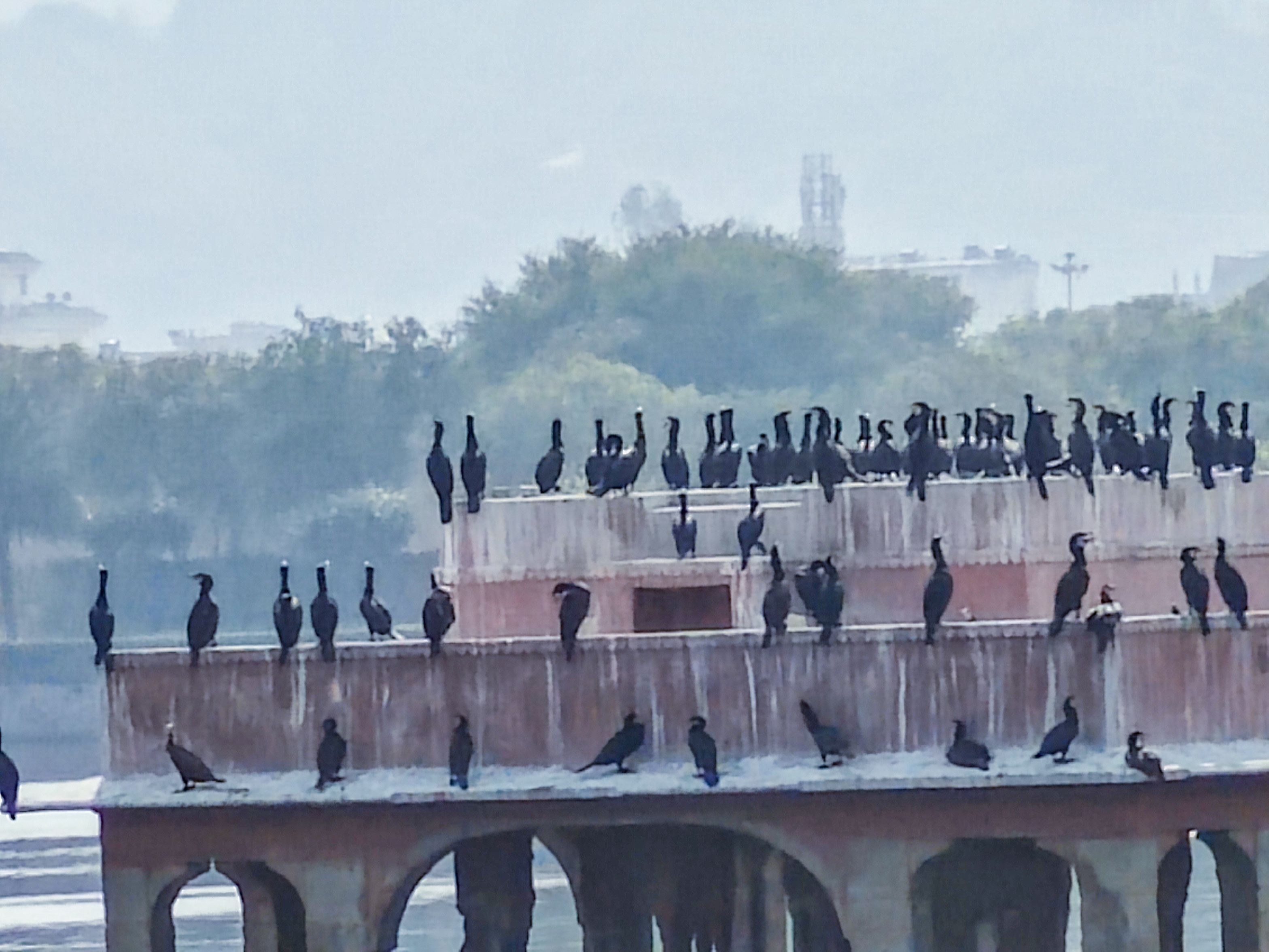 Birds on structures