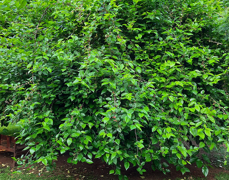 Mulberry Fruit Tree