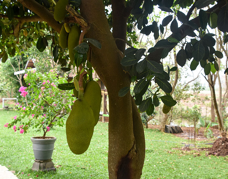 Jack Fruit Tree