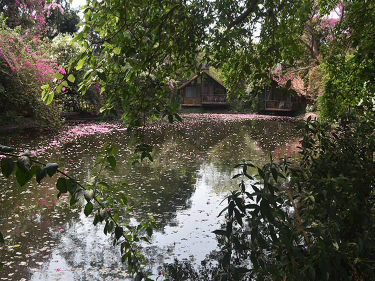 Jalakha cottages