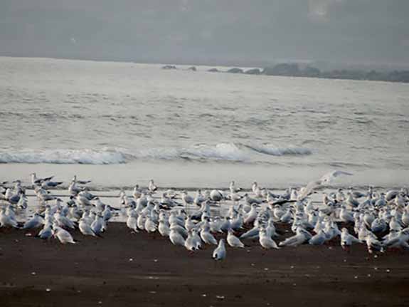 Birds on the beach
