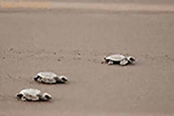 Turtles at Velas