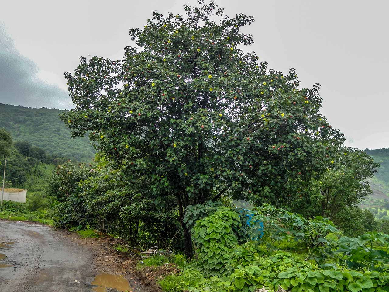 Tree with red and yellow coloured flowers on the way to Jagtap Waterfall
