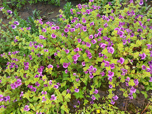 Flowers at Kas