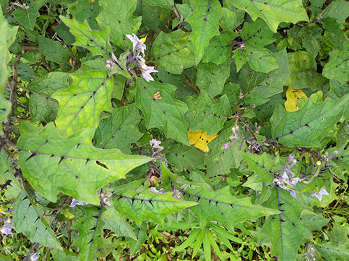 Leafy Plants