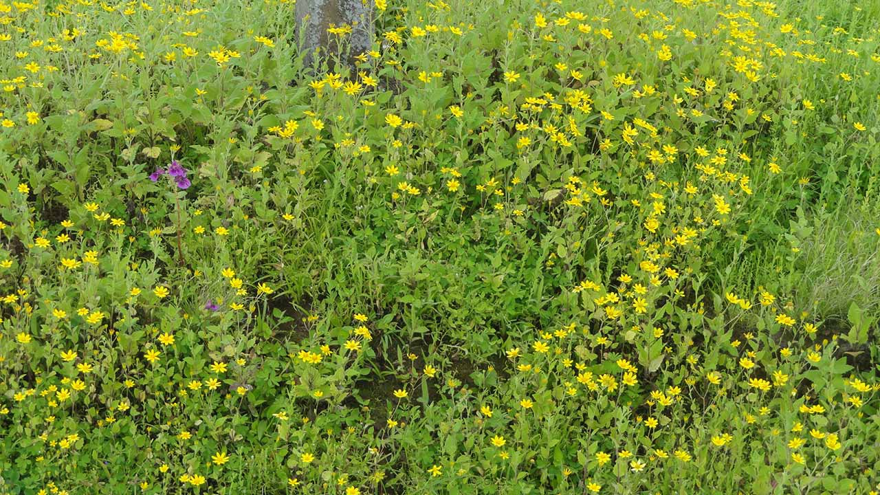 Flowers at Kas Plateau