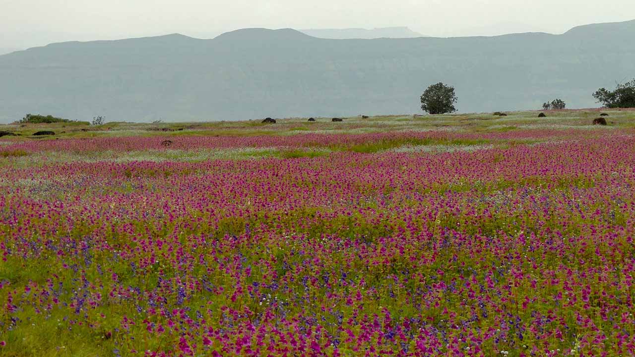 Flowers at Kas Plateau