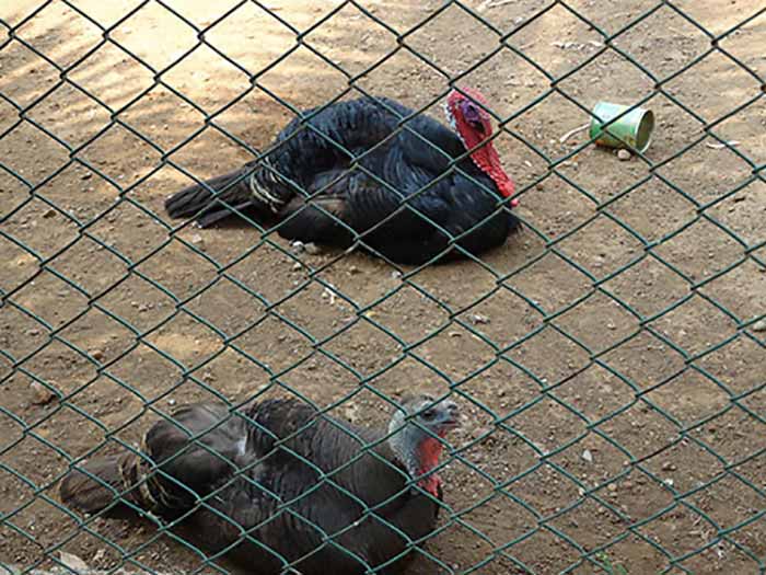 Red necked hens