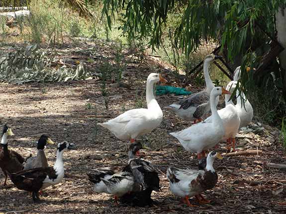 Ducks at the resort