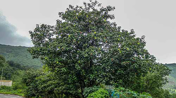 Khandi waterfalls